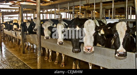 Vieh - Holstein Kühe aufgereiht und warten geduldig auf ihre Melkzeit bei einer Molkerei / in der Nähe von Lodi, Kalifornien, USA. Stockfoto