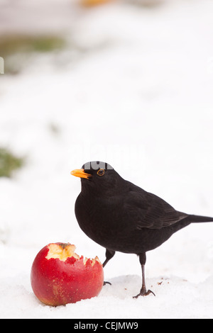 Männliche Amsel Turdus Merula in der Winterfütterung auf Apple, England, UK Stockfoto