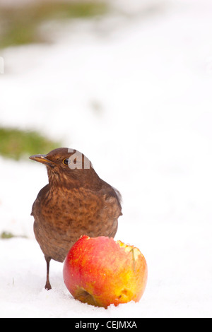 Weibliche Amsel 'Turdus Merula"Fütterung auf einen Apfel in Winter, England, UK Stockfoto