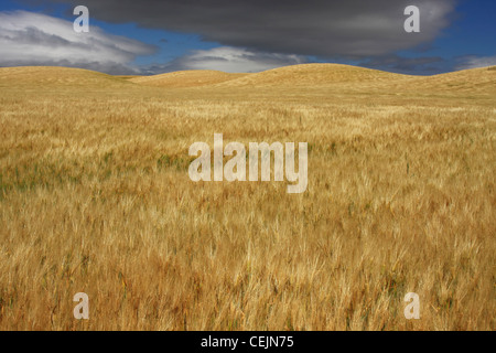 Landwirtschaft - Rollen Bereich der Reifen Gerste in Mitte des Frühlings mit Gewitterwolken oben / in der Nähe von Zamora, Kalifornien, USA. Stockfoto