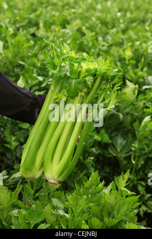 Landwirtschaft - Stängel Sellerie im Feld, frisch geernteten und bereit, verpackt und verschickt / Kalifornien, USA. Stockfoto