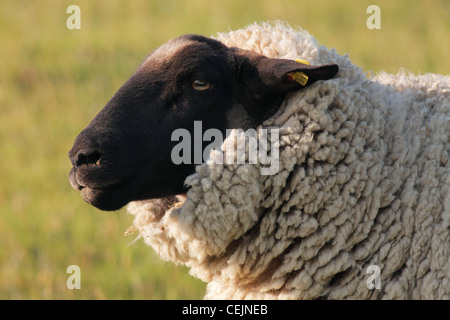 Schaf-Porträt Stockfoto