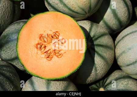Melone Melonen wachsen in einem Gewächshaus von string Melone Netze