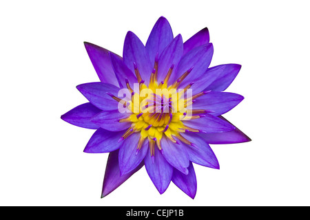 Lila Lotus isoliert auf weißem Hintergrund Stockfoto