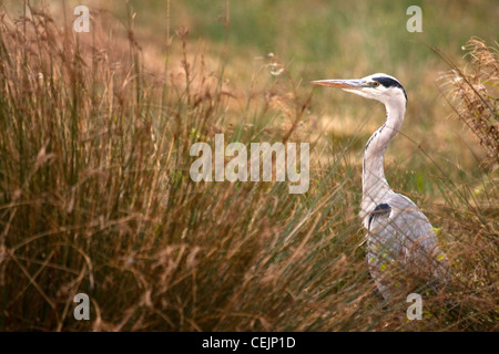Graue Reiher (Ardea Cinerea) im Schilf Bett, England, UK Stockfoto