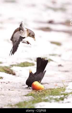 Fieldfere und Amsel 'Turdus Merula"Streit um Äpfel in einem Obstgarten, Herefordshire, England, UK Stockfoto