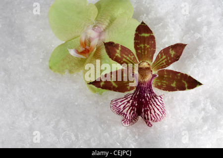 zwei Orchidee blüht in Kunstschnee Stockfoto