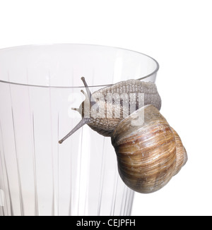 Studiofotografie einer Weinrebe Schnecke beim kriechen über den Rand ein Trinkglas in weißem Rücken Stockfoto