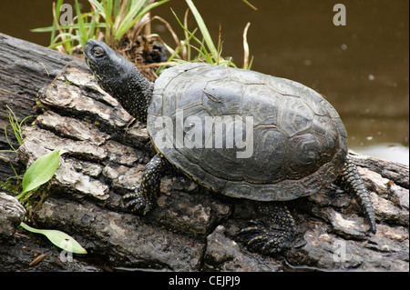 Europäische Sumpfschildkröte, sitzt auf einem Ast an einem Teich Stockfoto