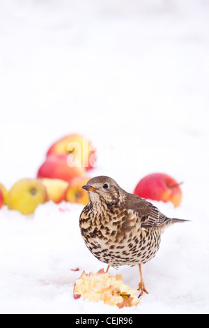 Soor bei Winter Apple Orchard, Worcestershire, England, UK Stockfoto