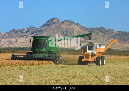 Ein John Deere kombinieren Reife Reis ernten und entlädt in einen Bankout Wagen "on-the-Go", mit den Sutter Buttes im Hintergrund Stockfoto