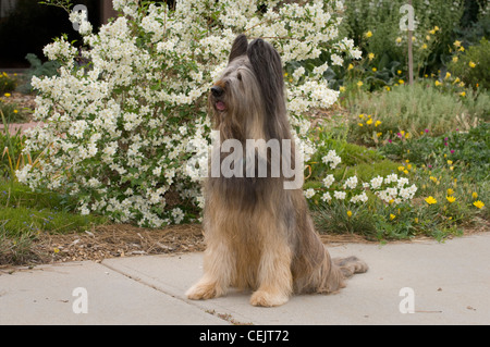 Briard sitzend von Blumen Stockfoto