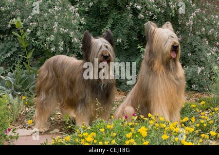 Briard sitzend, andere tatenlos Blumen Stockfoto