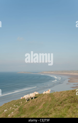 Schaf versammelten sich auf einer Klippe, Rhossili Bucht, Halbinsel Gower, South Wales Stockfoto