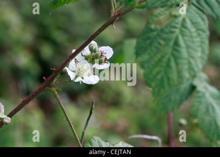 wilde Brombeere - Rebus. Brombeeren sind dornigen Pflanzen der Gattung Rubus, in der Familie der Rosengewächse (Rosengewächse). Brombeere Frucht ist die Frucht-o Stockfoto