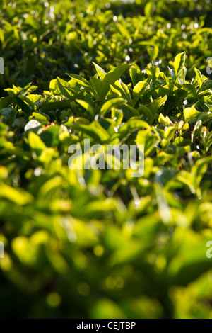 Tee-Details in Munnar, Indien Stockfoto