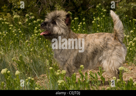 Cairn-Terrier stehend in Blumen Stockfoto