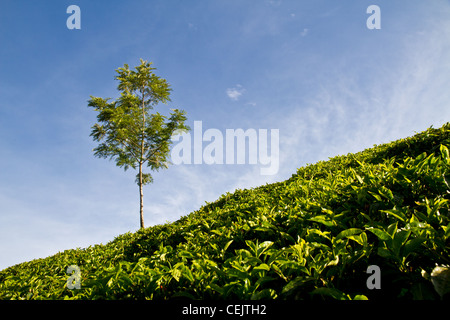 Tee-Details in Munnar, Indien Stockfoto