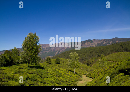 Tee-Details in Munnar, Indien Stockfoto