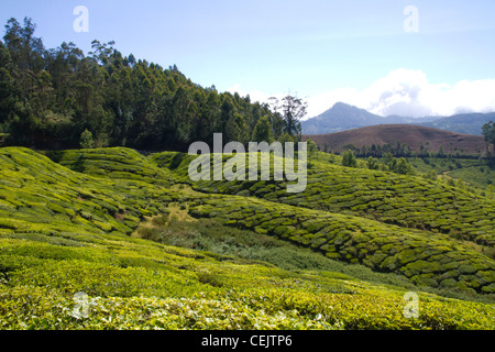 Tee-Details in Munnar, Indien Stockfoto