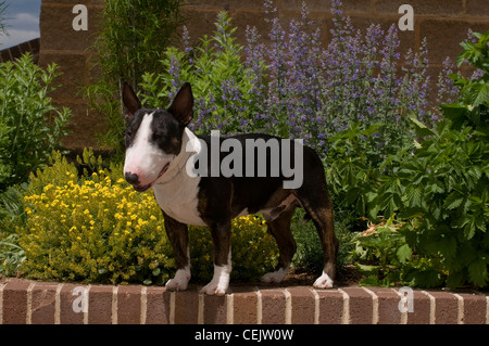 Miniatur Bullterrier auf Ziegelwand mit Blumen hinter Stockfoto