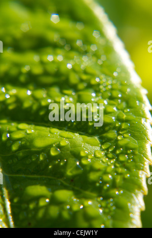Tee-Details in Munnar, Indien Stockfoto