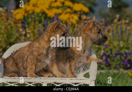 Cairn Terrier Welpen auf Wicker Bank Stockfoto