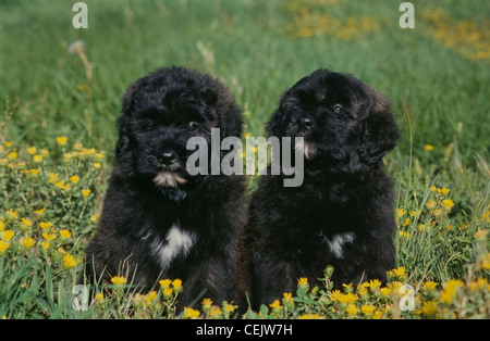 Zwei Bouvier Des Flandres Welpen sitzen zusammen Stockfoto