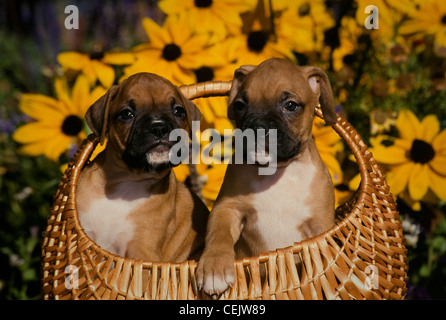 Zwei Boxer Welpen im Korb mit Blumen hinter Stockfoto