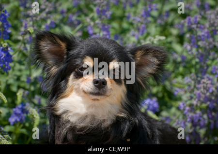 Chihuahua-Kopf geschossen mit Blumen hinter Stockfoto