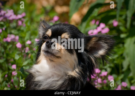 Chihuahua-Kopf geschossen mit Blumen hinter Stockfoto