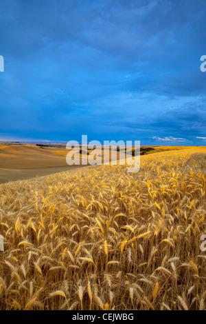 Landwirtschaft - reife Ernte von Gerste im frühen Morgenlicht mit Weizenfeldern im Hintergrund / in der Nähe von Pullman, Washington, USA. Stockfoto