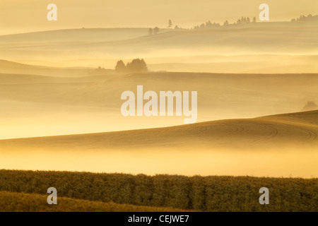 Landwirtschaft - Rolling Reife Weizenfelder an einem nebligen Morgen bei Sonnenaufgang / in der Nähe von Pullman, Washington, USA. Stockfoto