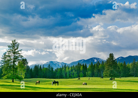 Vieh - Pferde weiden auf einer grünen Weide mit Schnee bedeckt Berge im Hintergrund / in der Nähe von Whitefish, Montana, USA. Stockfoto