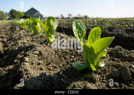 Eine Reihe von frühen Wachstum Romaine Kopfsalat Pflanzen mit einer Reihe von Zwiebel Sämlinge in der nächsten Zeile bei einer einheimischen Familie produzieren Bauernhof. Stockfoto