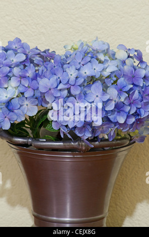 Blaue Hortensie in Zinn Vase gegen die Wand Stockfoto