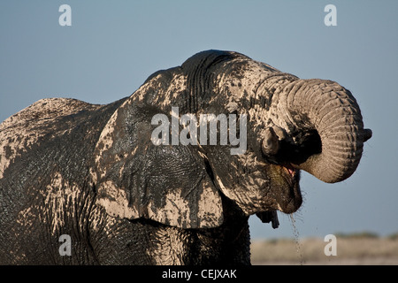 Heiß und durstig Elefanten an einer Wasserstelle Etosha National Park. Schlamm kühlt und schützt seine Haut und Wasser einen großen Durst. Stockfoto