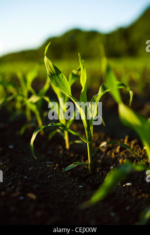 Landwirtschaft - frühe Wachstum Mais Pflanzen im Bereich auf dem Bauernhof der Familie Regionalprodukte / Little Compton, Rhode Island, USA. Stockfoto