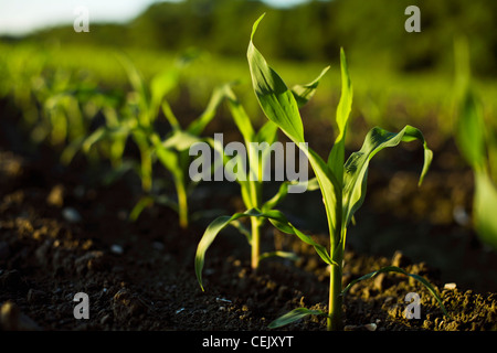 Landwirtschaft - frühe Wachstum Mais Pflanzen im Bereich auf dem Bauernhof der Familie Regionalprodukte / Little Compton, Rhode Island, USA. Stockfoto