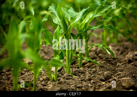 Reihe von frühen Wachstum Mais Pflanzen im Bereich auf dem Bauernhof der Familie Regionalprodukte / Little Compton, Rhode Island, USA. Stockfoto