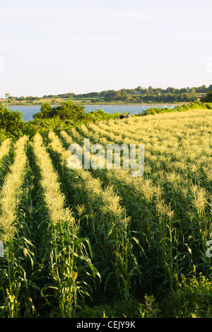 Bereich der Reifen Maispflanzen im Nachmittag Sonnenlicht bei einer einheimischen Familie produzieren Bauernhof mit dem Sakonnet Fluss im Hintergrund Stockfoto