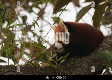 Roter Panda in Gefangenschaft in einem Baum ausruhen. Stockfoto