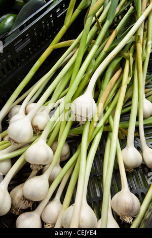 Landwirtschaft - frischer Knoblauch auf dem Display an Hope Street Farmers Market / Providence, Rhode Island, USA. Stockfoto