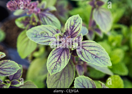 Nahaufnahme einer afrikanischen Blue Basilikum Pflanze in einem Gewächshaus bei einer einheimischen Familie Produkten Farm / wenig Compton, Rhode Island, USA. Stockfoto