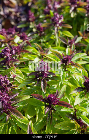 Nahaufnahme von einem Thai-Basilikum Pflanzen wachsen im Bereich auf dem Bauernhof der Familie Regionalprodukte / Little Compton, Rhode Island, USA. Stockfoto