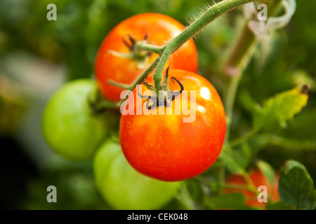 Reifen und unreife Frischmarkt Hydroponische Tomaten auf den Weinanbau in einem Gewächshaus bei einer einheimischen Familie produzieren Bauernhof. Stockfoto