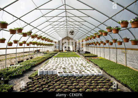 Gewächshaus mit marktfrische Tomaten und Basilikum Pflanzensämlinge und Töpfe der jährlichen Frühlingsblumen bei einer einheimischen Familie produzieren Bauernhof. Stockfoto