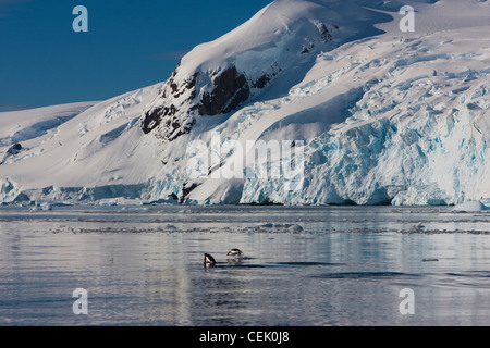 Pinguine, die schwimmen und Porpoising in Souther Ocean Bay in von der Berge in der Antarktis Stockfoto