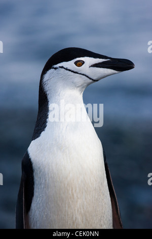Kinnriemen Pinguin stehen am Strand in der Antarktis Stockfoto