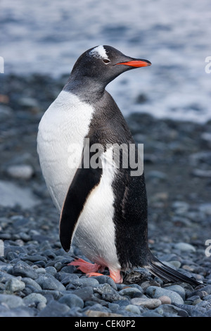 Gentoo Penguin stehen am Strand in der Antarktis Stockfoto